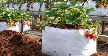 GK Coco Grow Bags in commercial greenhouse