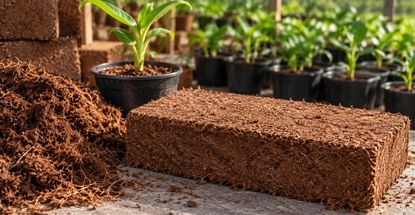 GK Coco Grow Bags in commercial greenhouse