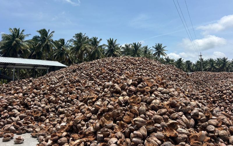 Pile of dried coconut husks